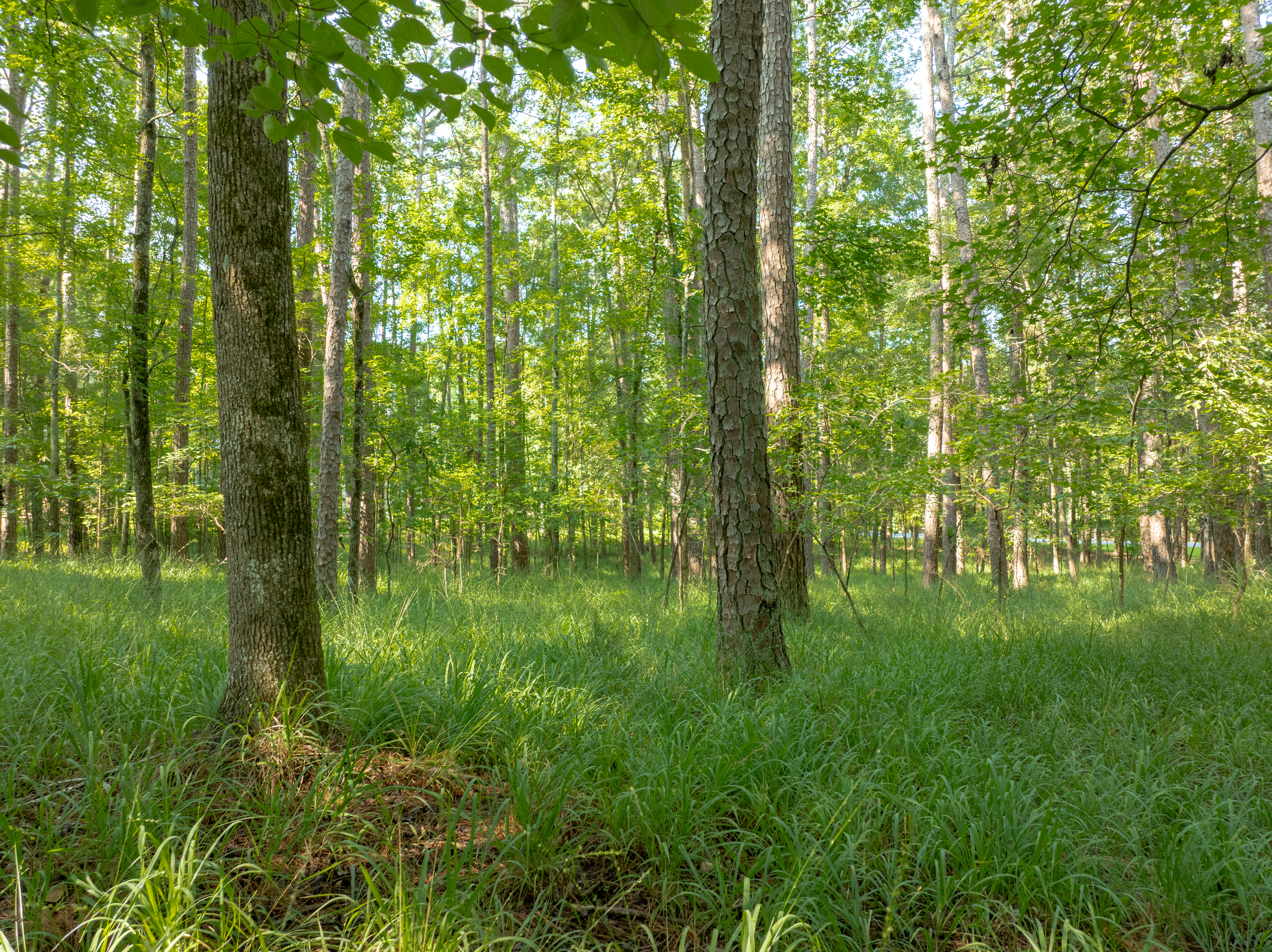 1010 Wrayswood Circle image 8
